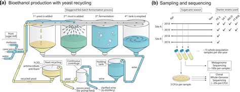 Researchers track yeast population dynamics in fuel bioethanol production