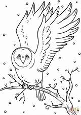 Winter Owl coloring Page  Free Printable Coloring Pages sketch template