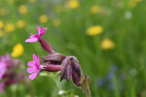 Red Campion Flowers Plant - Free photo on Pixabay - Pixabay