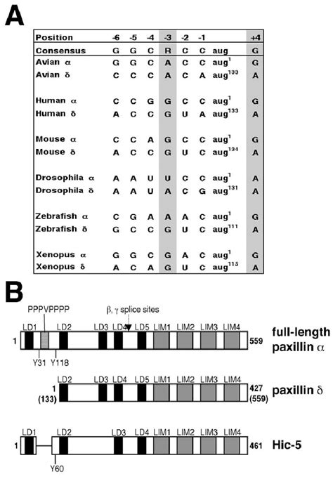 Paxillin Kozak sequence comparison and paxillin family domain... | Download Scientific Diagram