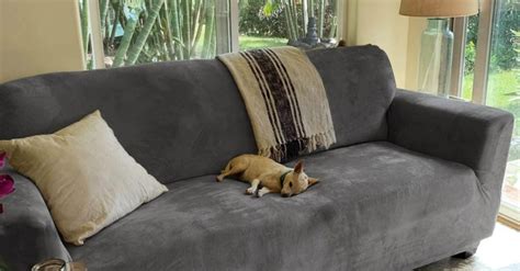 Best Couch Material for Cats with Claws in 2024: Cat-Friendly Furniture