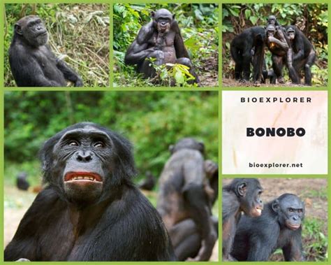 Bonobo Characteristics | Pan Paniscus Diet & Facts | BioExplorer