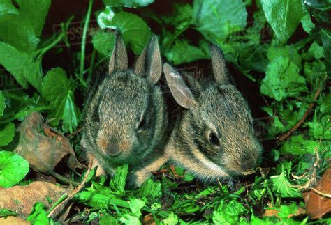 Baby Eastern Cottontail, Sylvilagus floridanus - Stock Photo - Dissolve