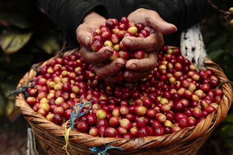 For the Love of Coffee – Political Ecology of the World Food System