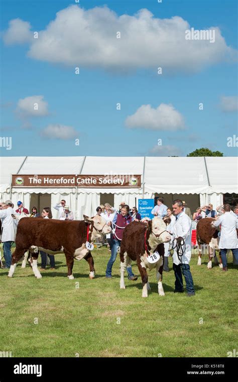 Hereford cattle hi-res stock photography and images - Alamy