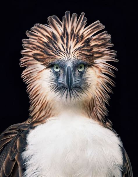 Philippine Eagle Fun Facts: 12 Things to Know About the Largest Eagle