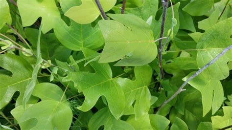 Tuliptree - Liriodendron Tulipifera | Deciduous Trees | Cold Stream Farm