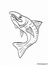 Rainbow Trout Drawing Sketch Coloring Page sketch template