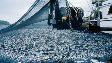 Where Are the Fish Going? Unsustainable Fishing Practices Leading to ...