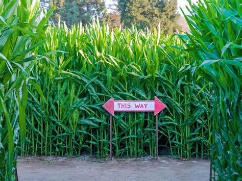 DIY Corn Maze – How To Grow A Corn Maze Of Your Own