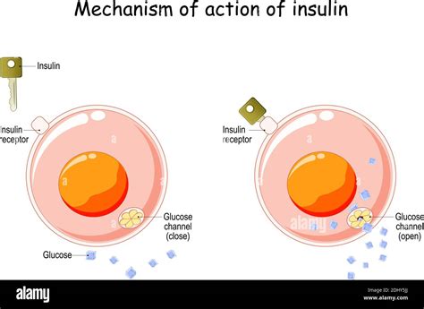 Mechanism Of Action Of Insulin