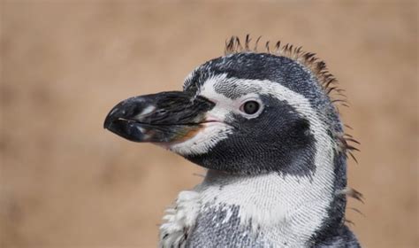 Penguin Feathers Inspire Ice-Proof Material – Asian Scientist Magazine