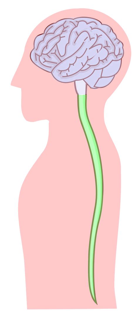 Spinal Cord And Spinal Nerves Clipart Etc | The Best Porn Website