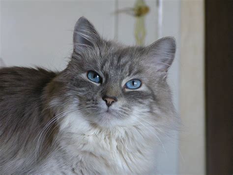 File:Neva cat blue tabby point.JPG - Wikimedia Commons