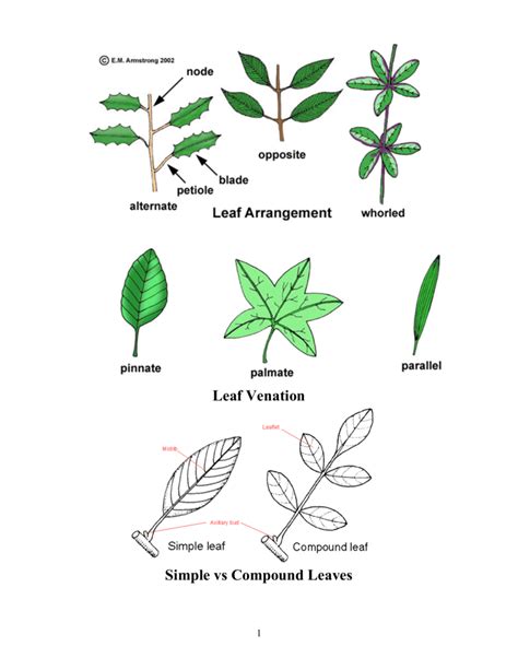 Leaf Venation Simple vs Compound Leaves