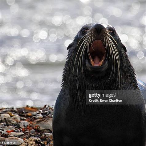 142 Barking Seal Stock Photos, High-Res Pictures, and Images - Getty Images