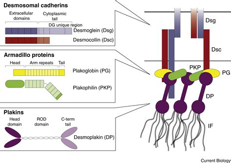 Desmosomes: Current Biology