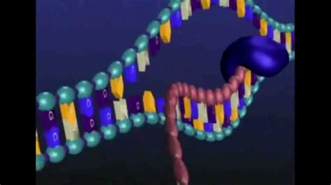 TSTL Th4 vid02bis du gene a la proteine transcription animation - YouTube