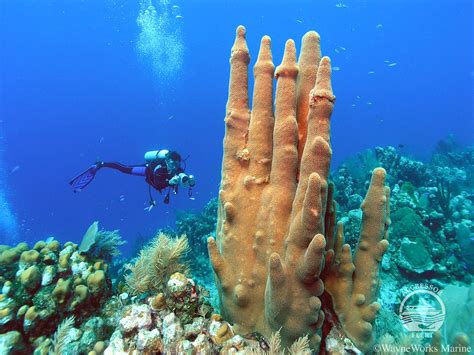 8 Interesting Facts About Diving in Roatan - Fly & Sea Dive Adventures