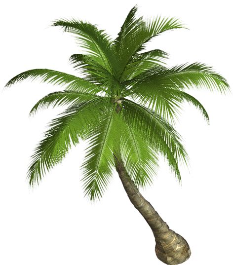 Palm tree PNG