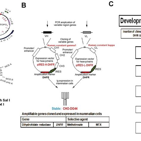 Chimeric antibody expression cassettes. (A) Single gene (chimeric heavy... | Download Scientific ...