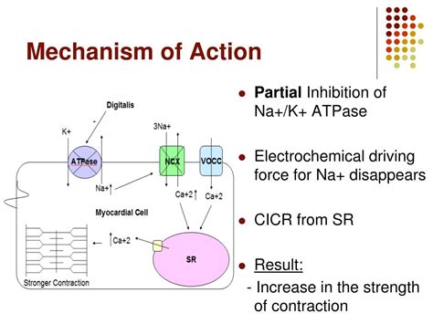 PPT - Cardiac Glycosides PowerPoint Presentation, free download - ID:2770395