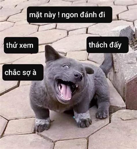 Meme là gì? Top Meme thịnh hành trên mạng xã hội hiện nay