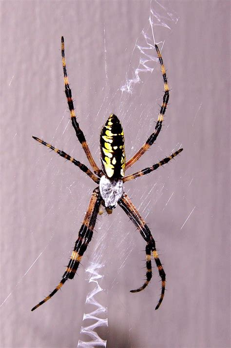 Black and Yellow Garden Spider (Argiope aurantia) | The spid… | Flickr