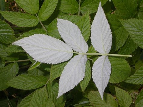 Rubus idaeus (Rosaceae) image 16934 at PlantSystematics.org