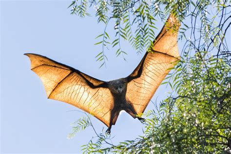 Are grey-headed flying-foxes headed for a mass starvation event? - Australian Geographic