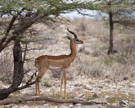 Definitive Guide To Gerenuk Facts, Habitat, Conservation Status, Zoo ...