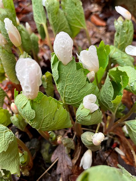 Nature Note 127: Spring Bloomers - Watch Your Step!