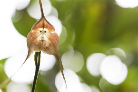 How To Care For Monkey Face Orchids (Dracula Simia) - Complete Guide - Indoor Home Garden