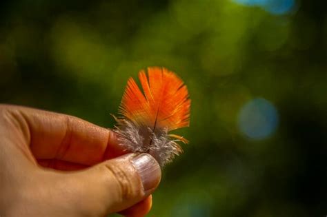 Preciosa pluma de un guacamayo rojo en copán ruinas honduras | Foto Premium