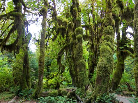 The majestic Hoh Rain Forest is one of the natural wonders of ...