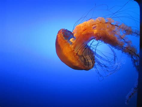 Free Images : sea, wildlife, natural, jellyfish, blue, invertebrate, aquarium, cnidaria, macro ...