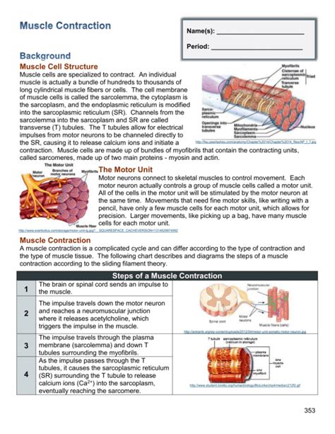 Steps of a Muscle Contraction