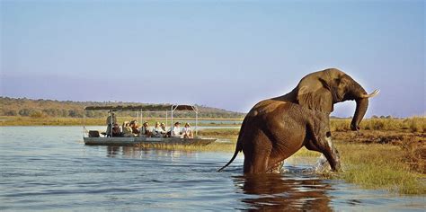 Zambezi river cruise | Timbuktu Travel