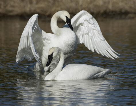 Open Wings Photograph by Matt Cook - Fine Art America