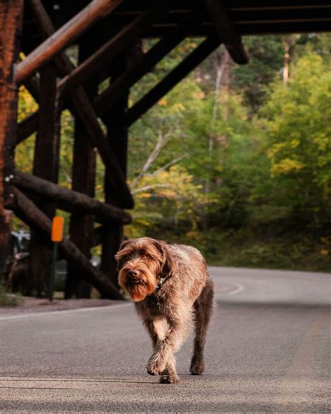 Wirehaired Pointing Griffon Puppies: Costs & Considerations