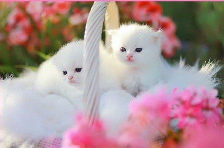 white fluffy kitens in a basket - Cats & Animals Background Wallpapers on Desktop Nexus (Image ...