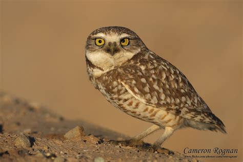 Red Cliffs Desert Reserve » Burrowing Owl (Athene cunicularia)