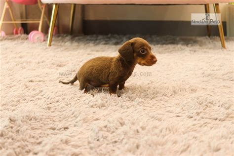 Teacup Dachshund: Dachshund, Mini puppy for sale near Atlanta, Georgia ...