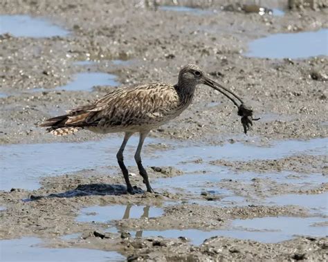 Far Eastern curlew - Facts, Diet, Habitat & Pictures on Animalia.bio