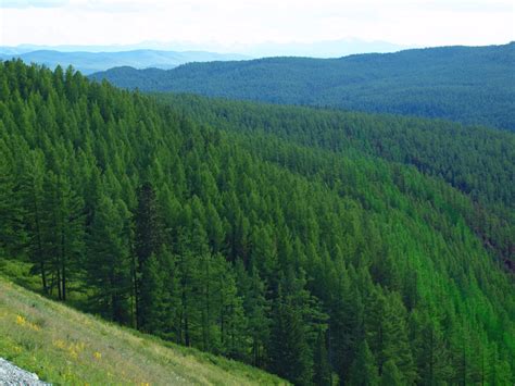 Você sabe o que é uma floresta boreal ou taiga? - Pensamento Verde