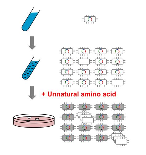 IJMS | Free Full-Text | Plasmid Curing and Exchange Using a Novel ...