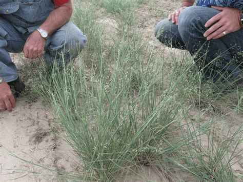 Indian Ricegrass - (Orzyopsis hymenoides) - Great Basin Seeds