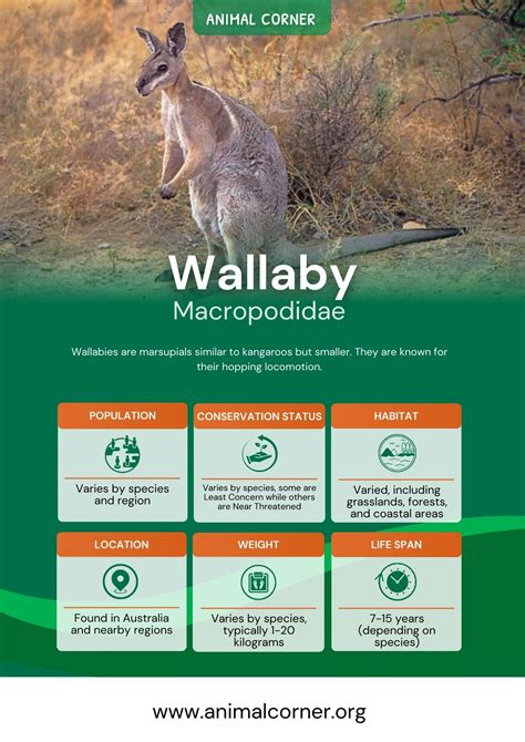 Wallaby - Facts, Diet & Habitat Information