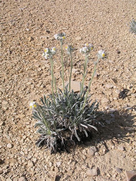 Terlingua Creek cat's-eye: Federal & State Listed Plants of Texas