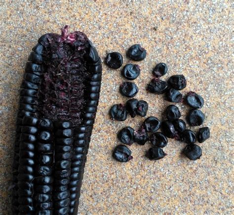 40 Peruvian Heirloom Purple Morado Corn Seeds